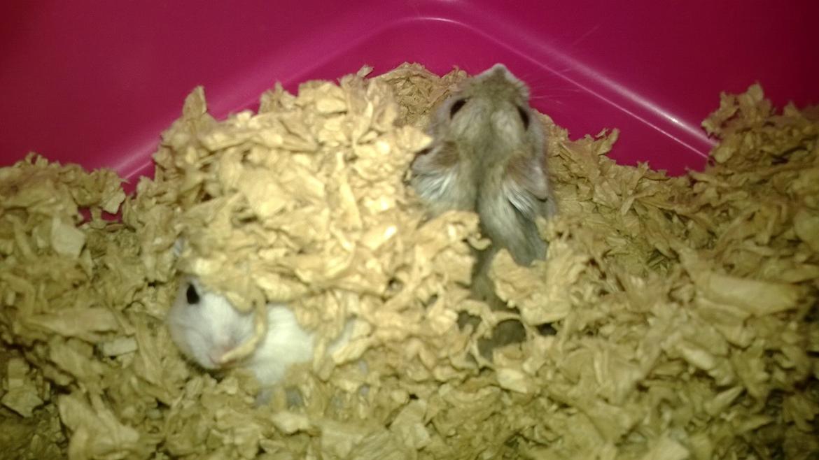 Dværghamster RIP - Hamsterheavens Magnus - Magnus og Chip hygger sammen billede 6