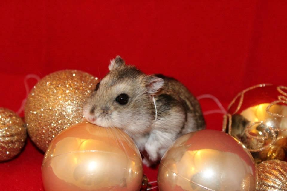 Dværghamster kwo's Gateau - Julehygge den 27.11.13 billede 1