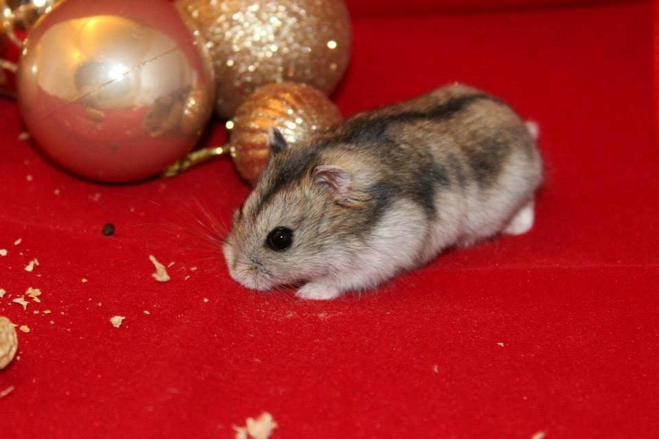 Dværghamster kwo's Gateau - Julehygge den 27.11.13 billede 2