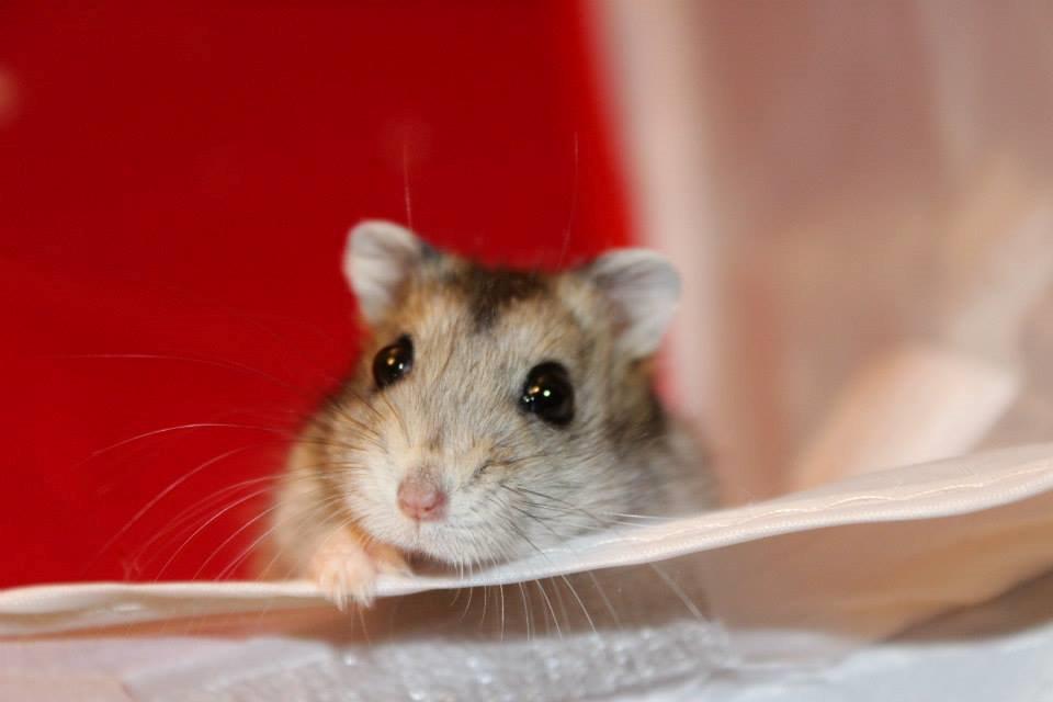 Dværghamster kwo's Gateau - Julehygge den 27.11.13 billede 3