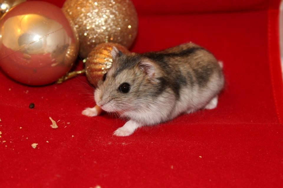 Dværghamster kwo's Gateau - Julehygge den 27.11.13 billede 4