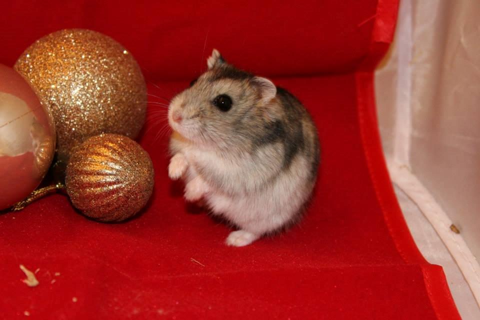 Dværghamster kwo's Gateau - Julehygge den 27.11.13 billede 5