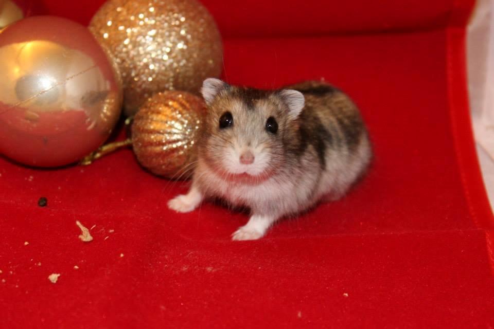 Dværghamster kwo's Gateau - Julehygge den 27.11.13 billede 6