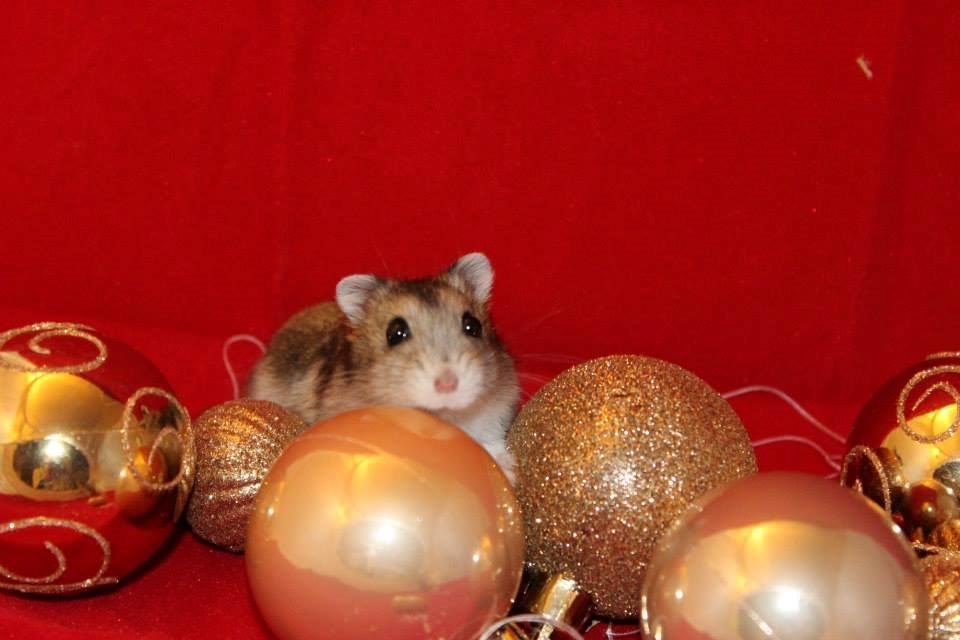 Dværghamster kwo's Gateau - Julehygge den 27.11.13 billede 7