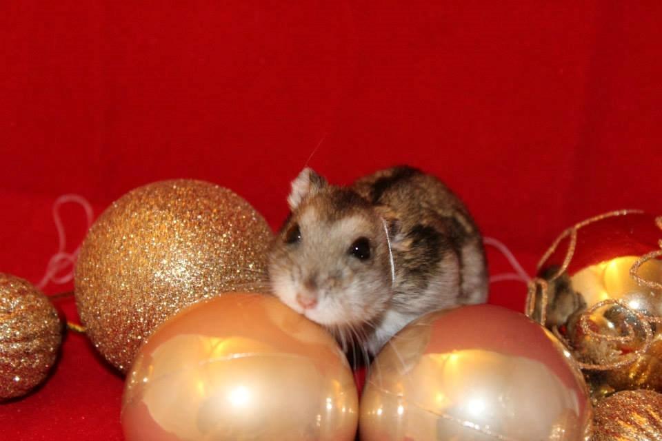 Dværghamster kwo's Gateau - Julehygge den 27.11.13 billede 8