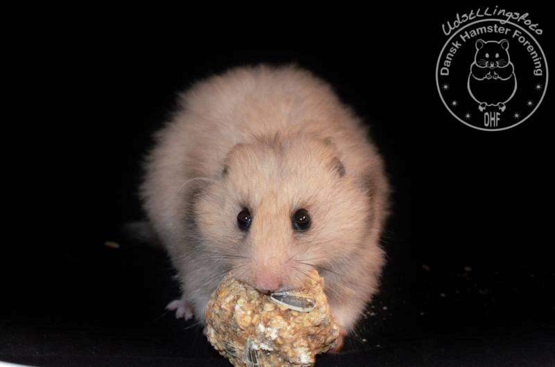 Hamster Lindes Merci billede 10