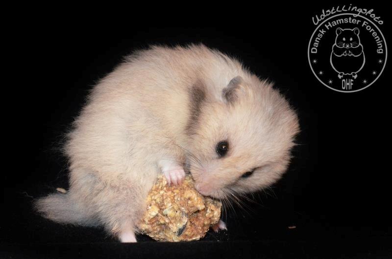 Hamster Lindes Merci billede 11