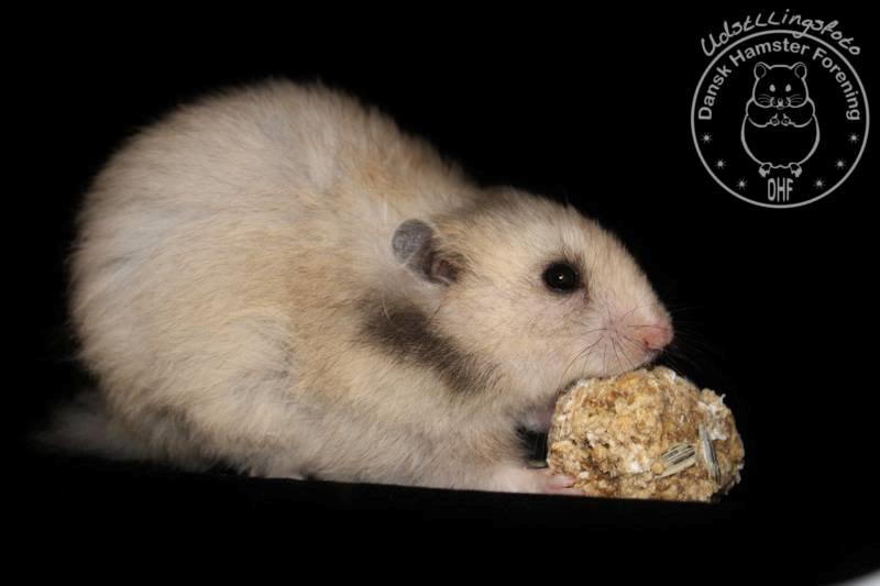 Hamster Lindes Merci billede 12