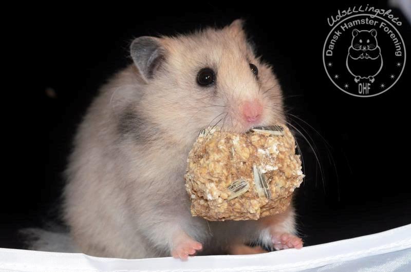 Hamster Lindes Merci billede 13