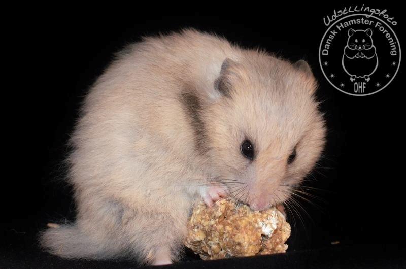 Hamster Lindes Merci billede 14
