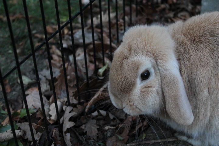 Kanin Kayser's Dreamlover - Mino billede 7