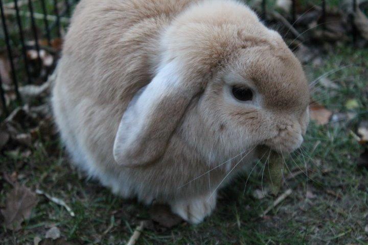 Kanin Kayser's Dreamlover - Mino billede 10