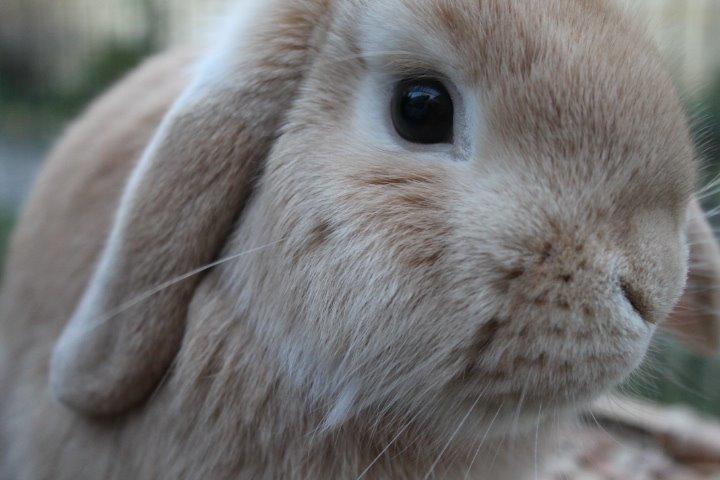 Kanin Kayser's Dreamlover - Mino billede 17