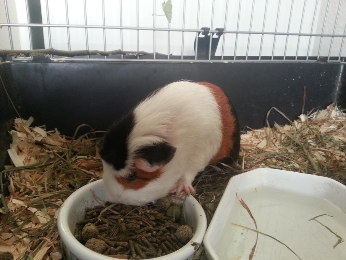 Marsvin Ronja billede 2