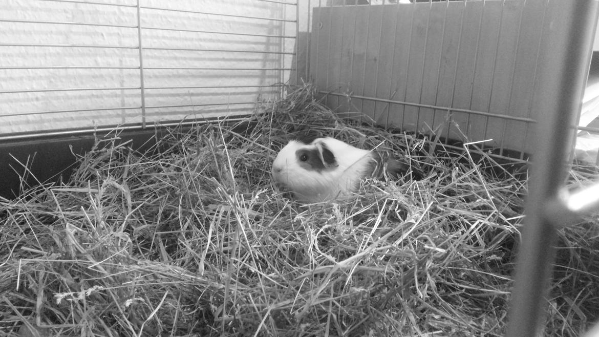 Marsvin Ronja billede 3