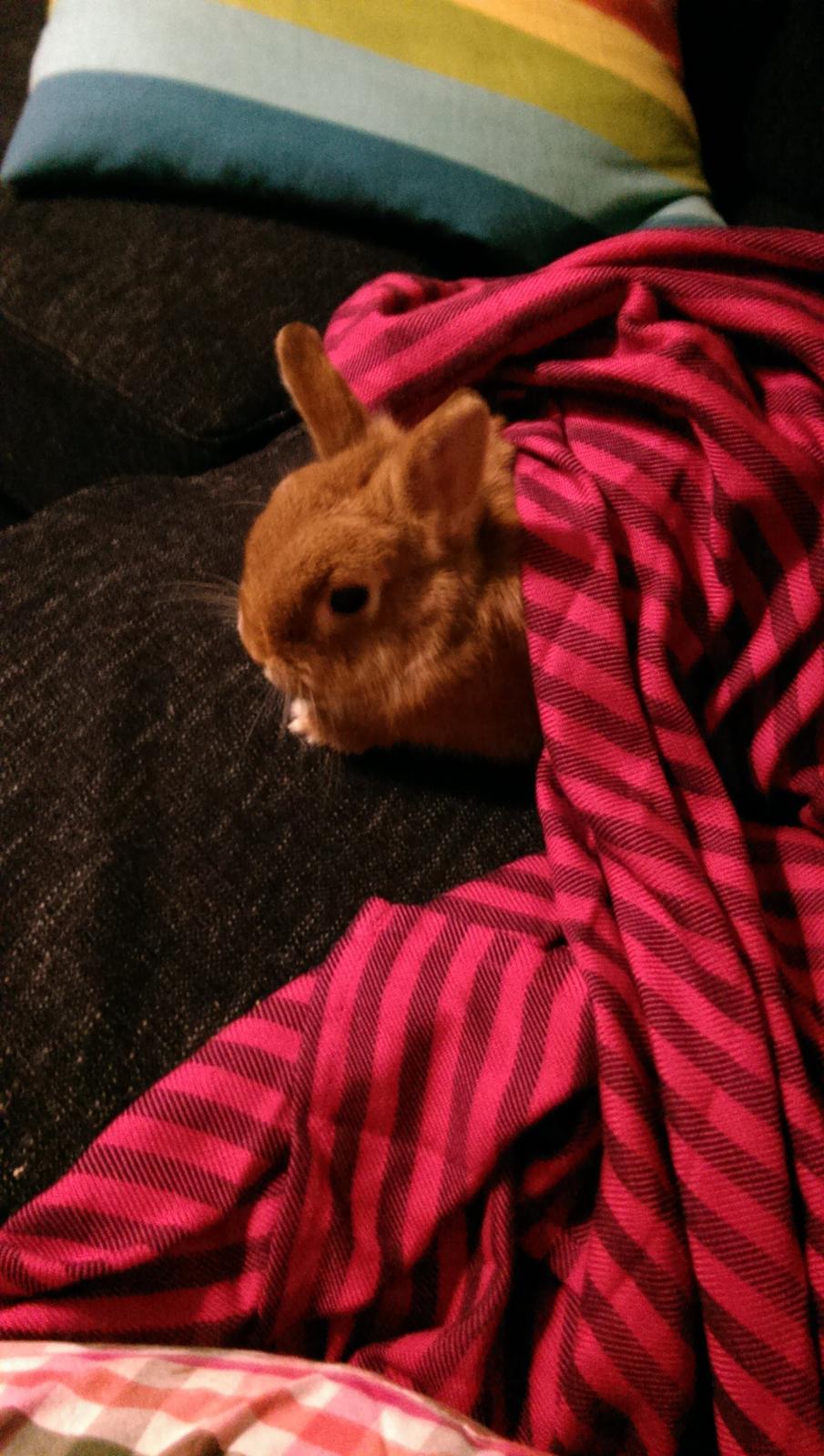 Kanin Luke billede 22