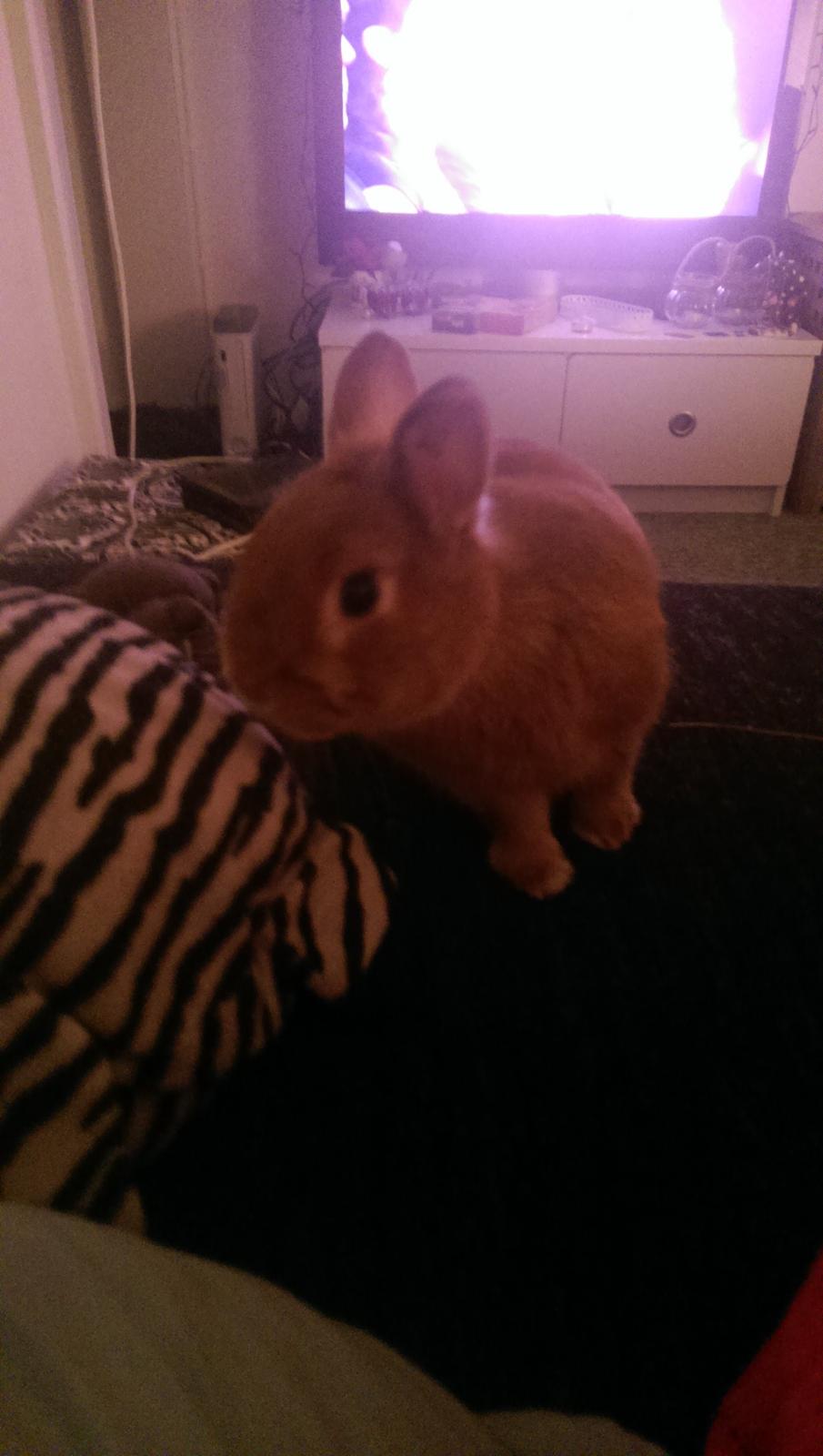 Kanin Luke billede 23