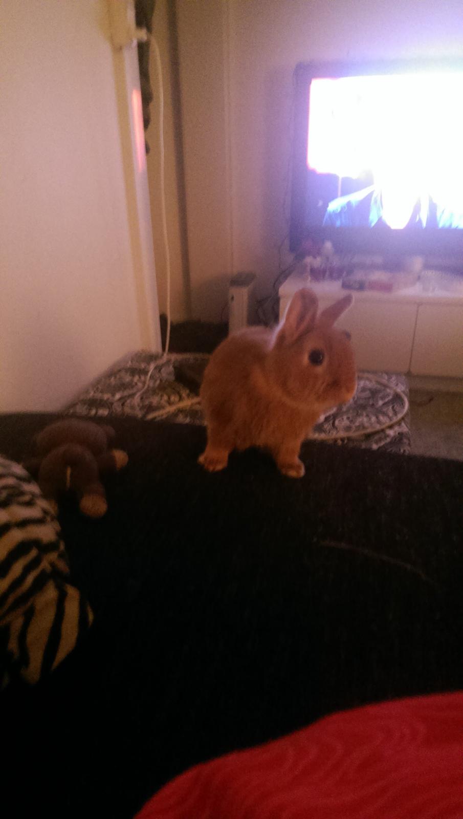 Kanin Luke billede 24