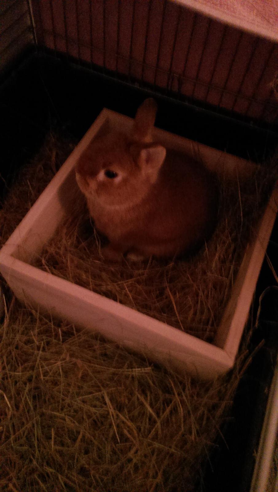 Kanin Luke billede 25