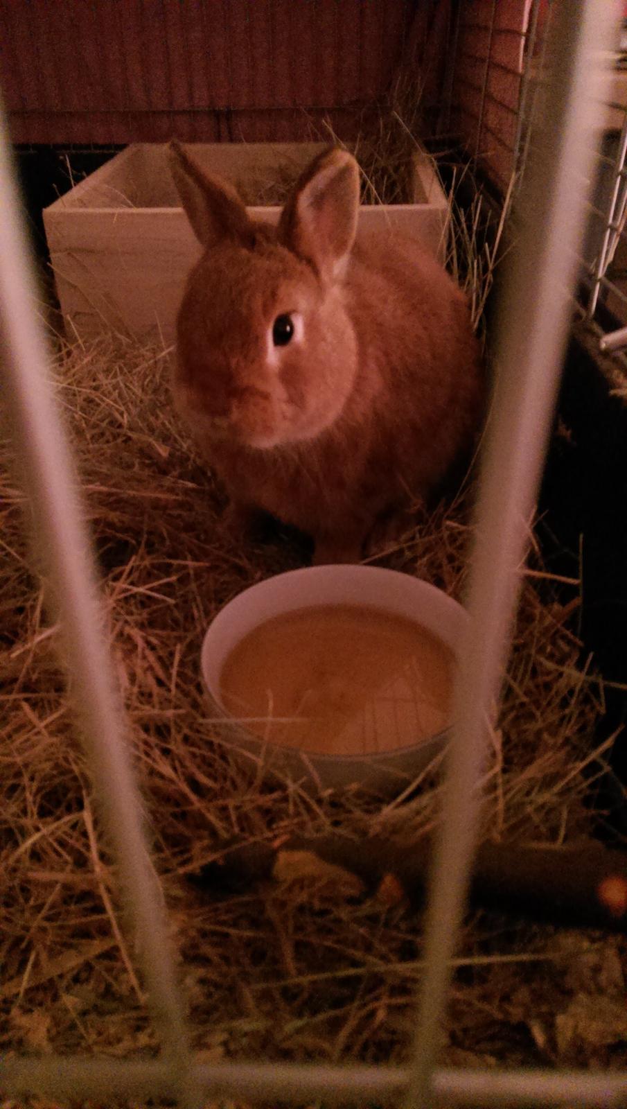 Kanin Luke billede 26