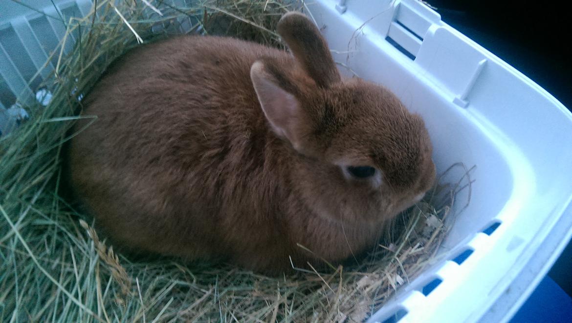 Kanin Luke billede 27