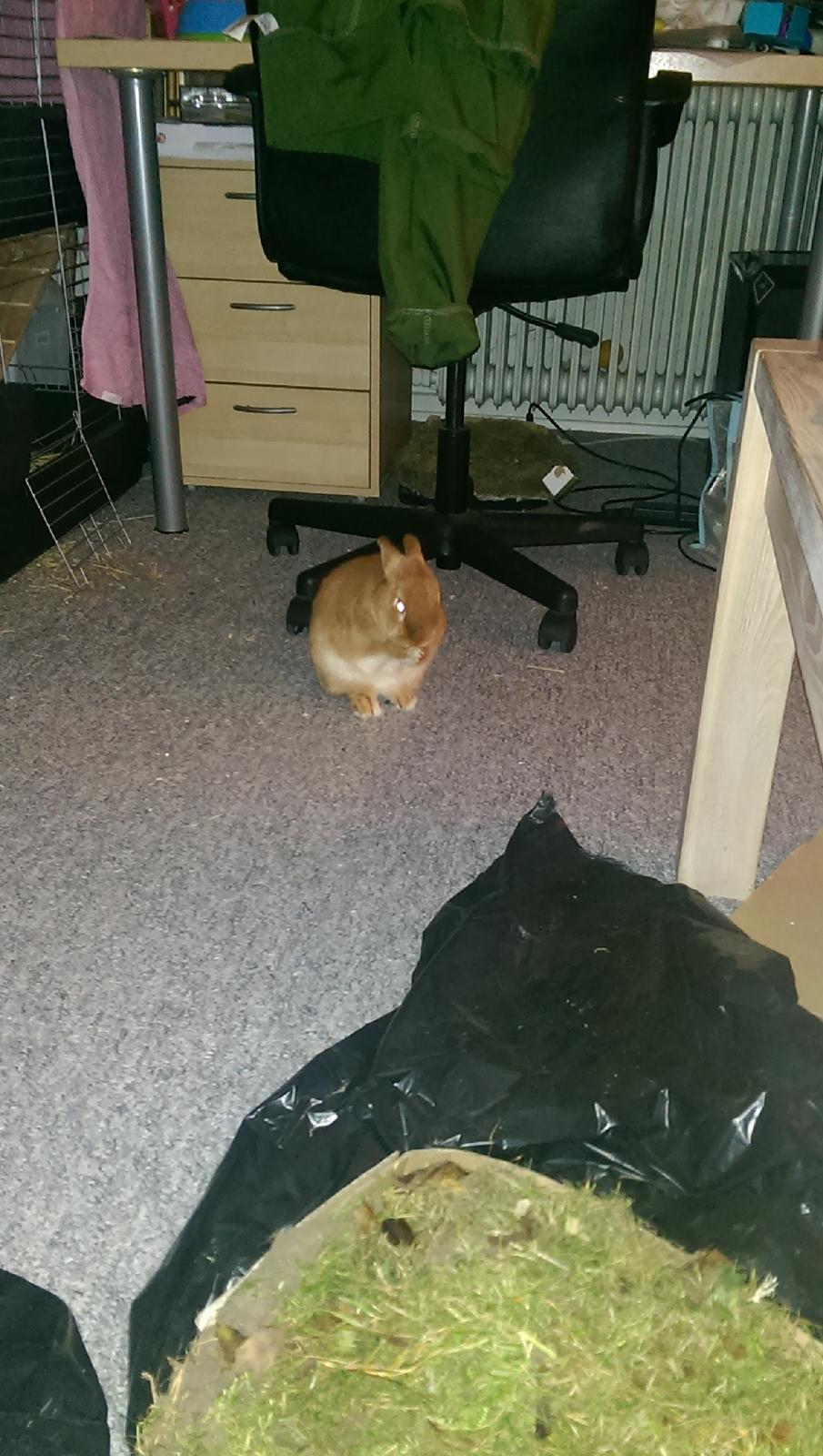 Kanin Luke billede 28