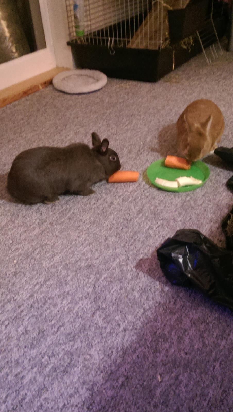 Kanin Luke billede 29