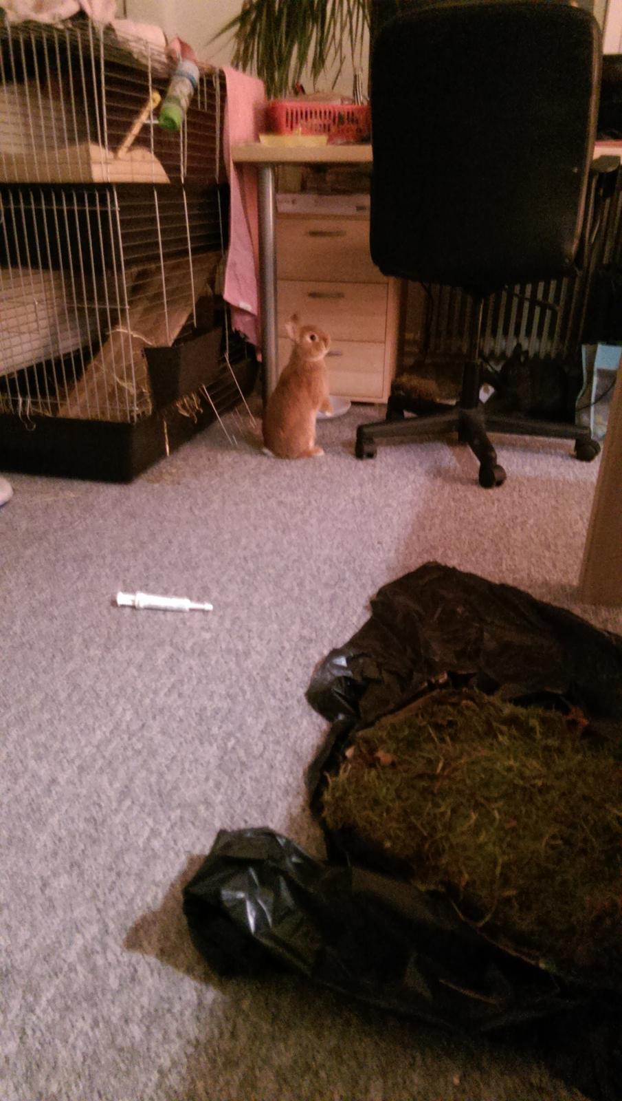 Kanin Luke billede 30