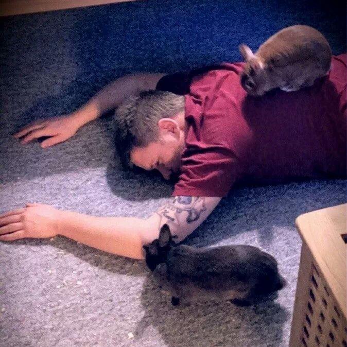 Kanin Merle billede 11