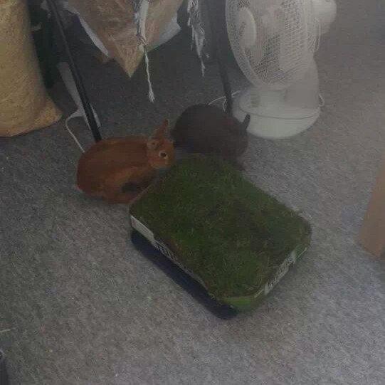 Kanin Merle billede 12