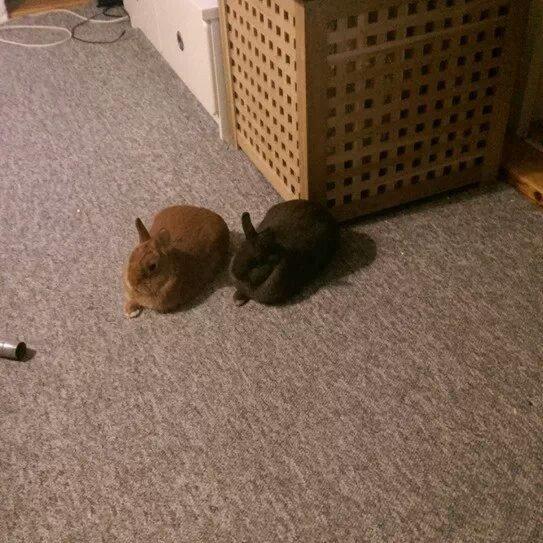 Kanin Merle billede 13