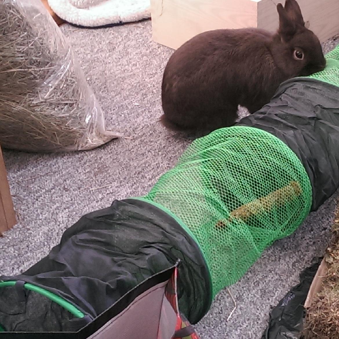 Kanin Merle billede 14