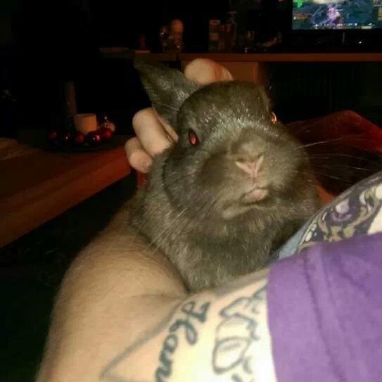 Kanin Merle billede 15