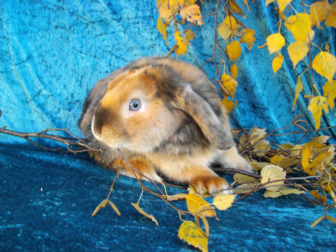 Kanin Beauty's Cupido billede 13