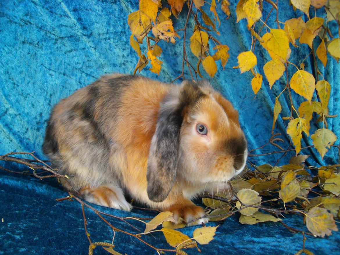 Kanin Beauty's Cupido billede 12