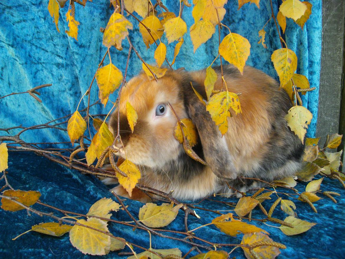 Kanin Beauty's Cupido billede 11