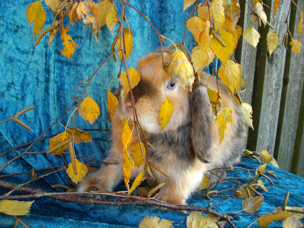 Kanin Beauty's Cupido billede 10