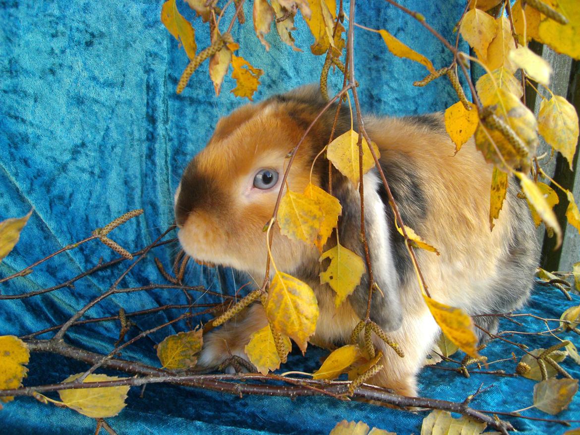 Kanin Beauty's Cupido billede 9