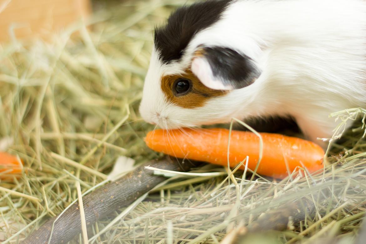 Marsvin Ronja billede 4