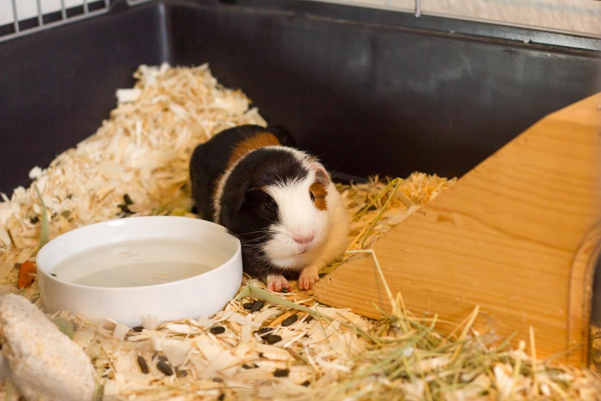 Marsvin Ronja billede 5