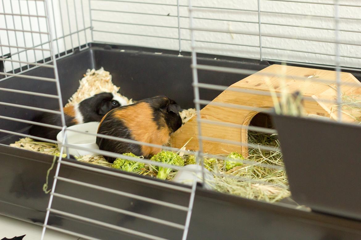 Marsvin Ronja billede 7