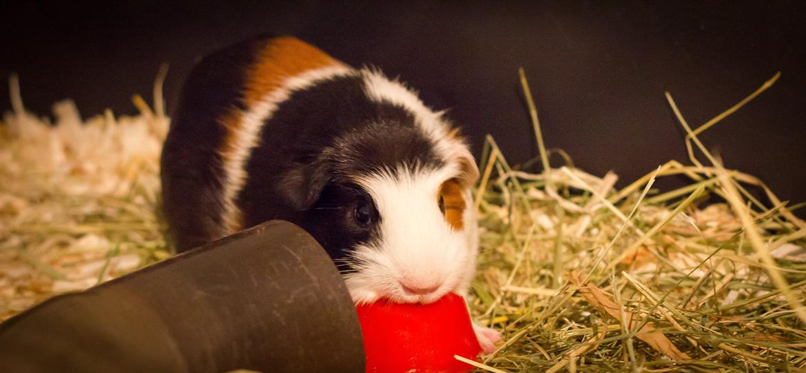 Marsvin Ronja billede 6