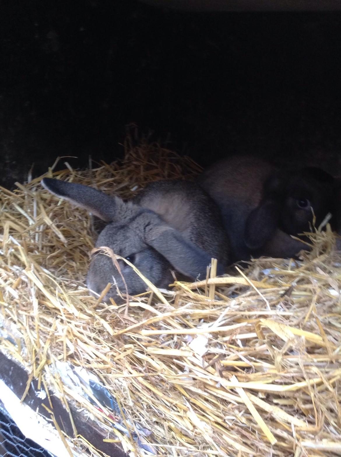 Kanin Tuttifrutti billede 1