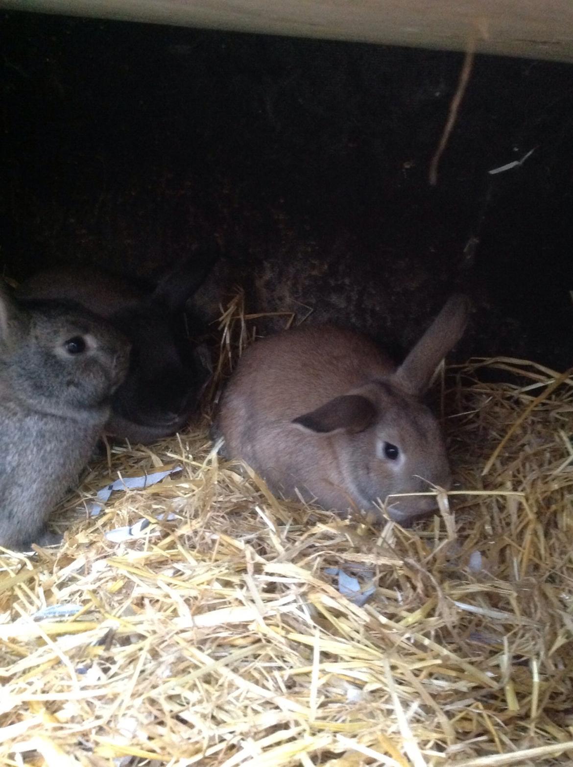 Kanin Tuttifrutti billede 2