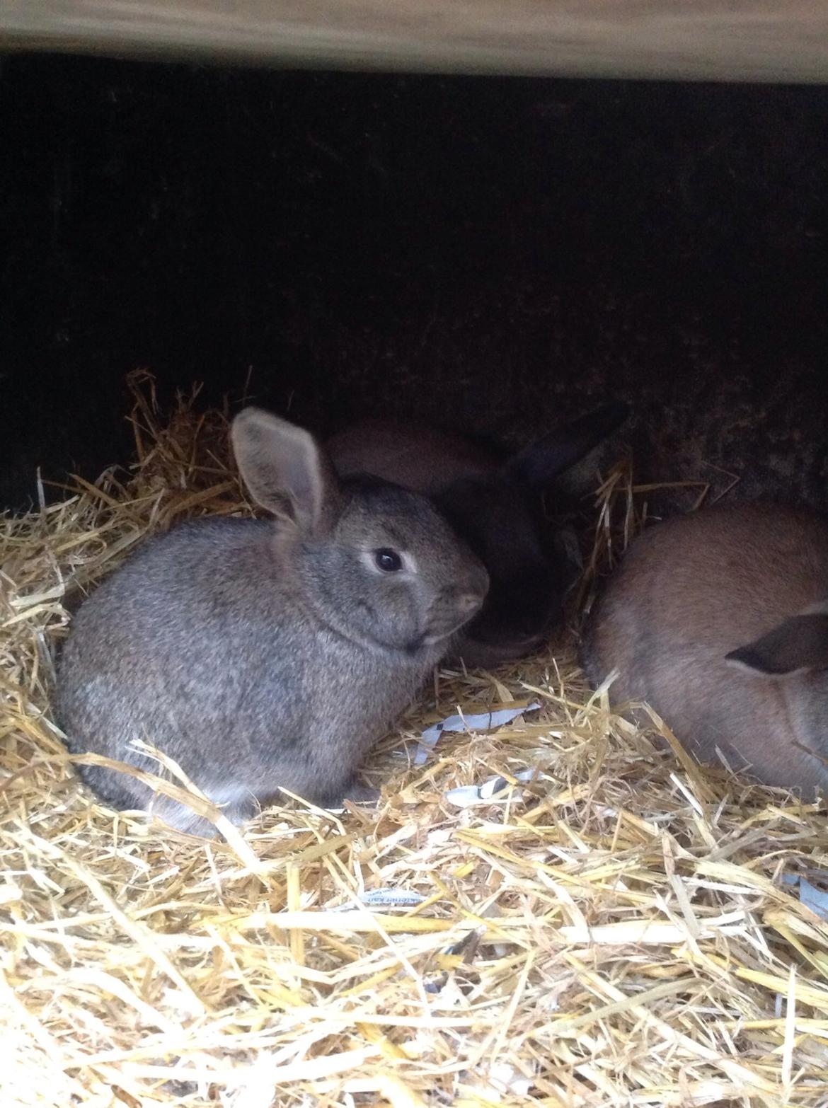 Kanin Tuttifrutti billede 3