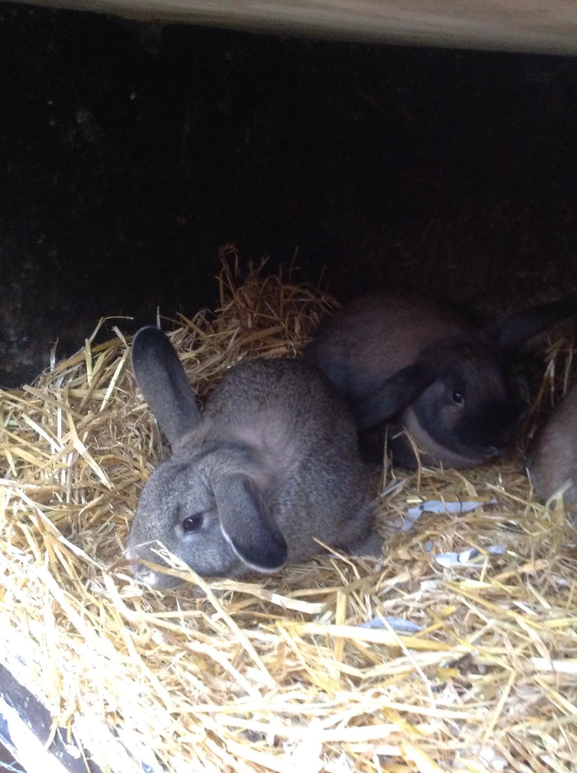 Kanin Tuttifrutti billede 4