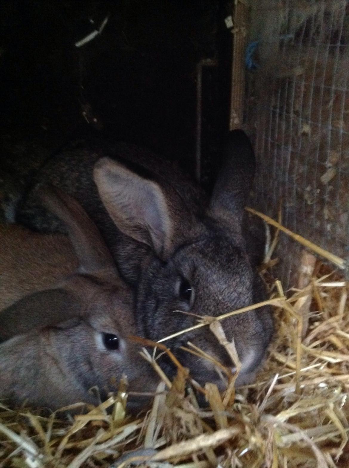 Kanin Tuttifrutti billede 5