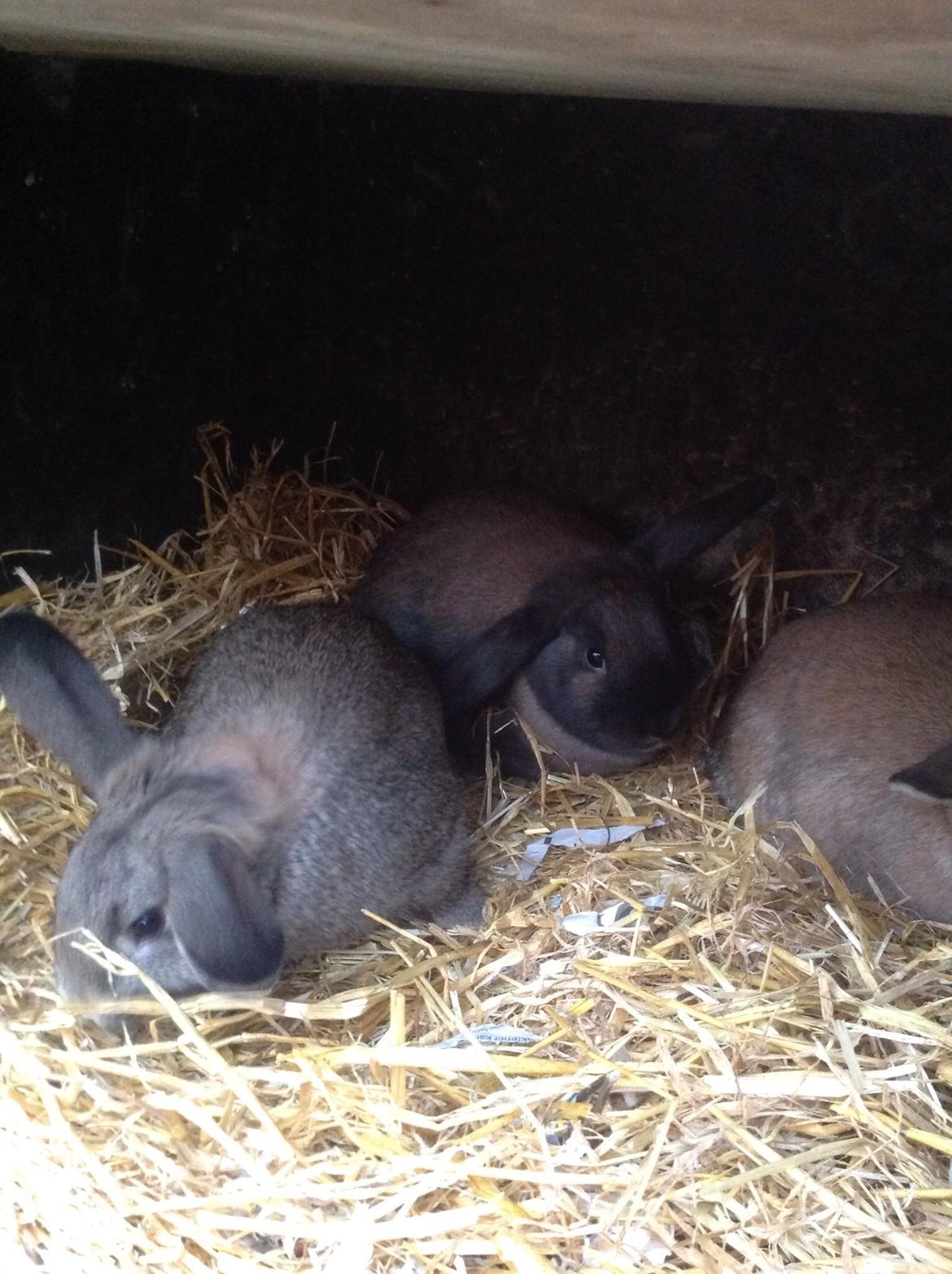 Kanin Tuttifrutti billede 6