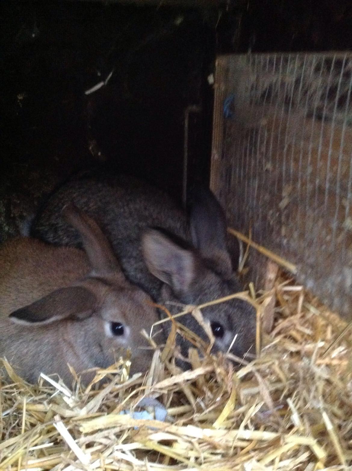 Kanin Tuttifrutti billede 7