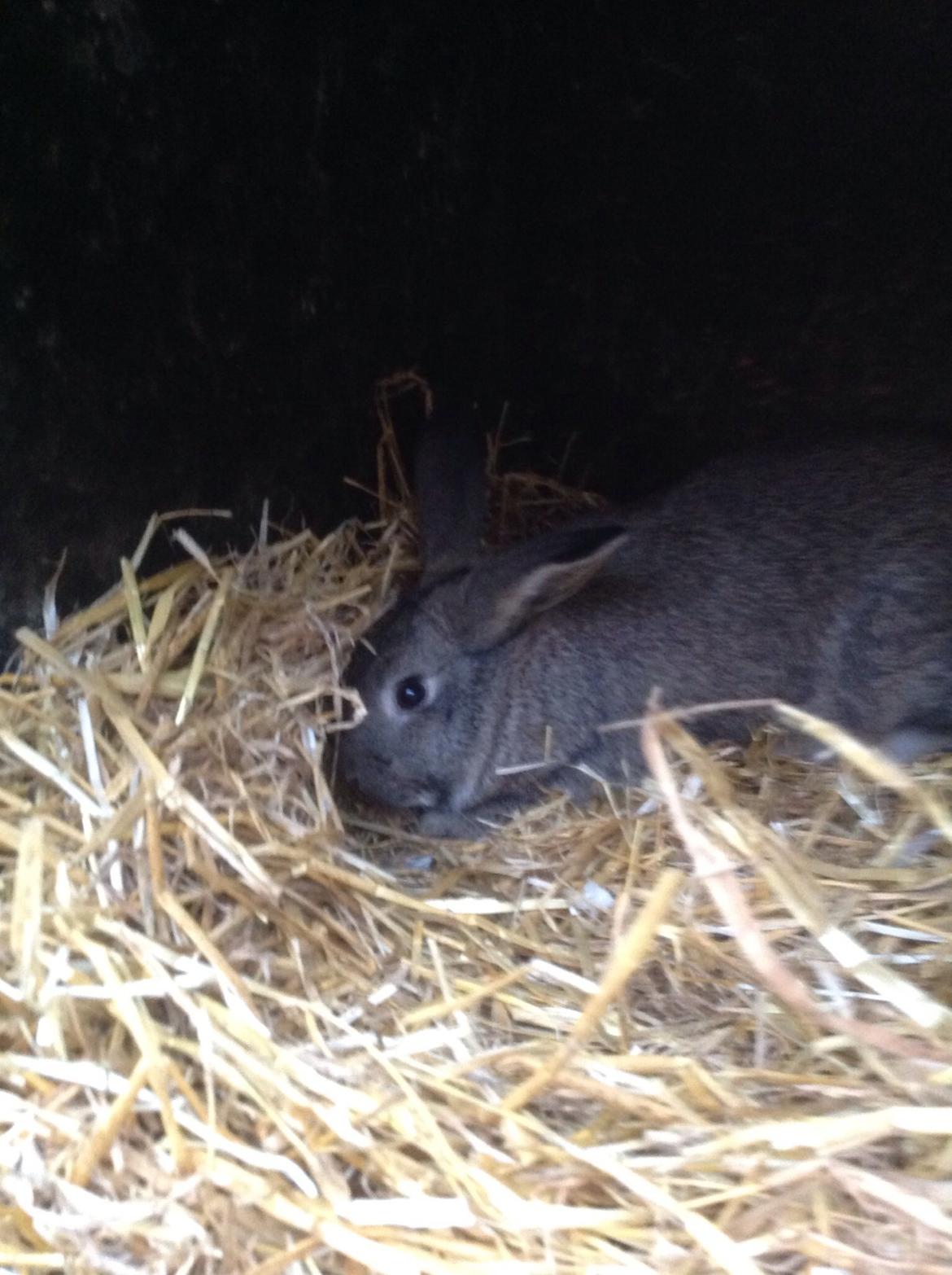 Kanin Tuttifrutti billede 8